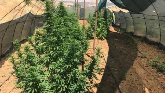 1 kilo esrar ve 17 kök kenevir ele geçirildi