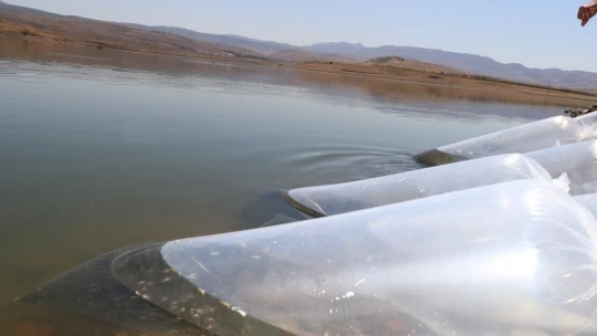 Elazığ'da 100 bin bin yavru sazan balığı gölete bırakıldı