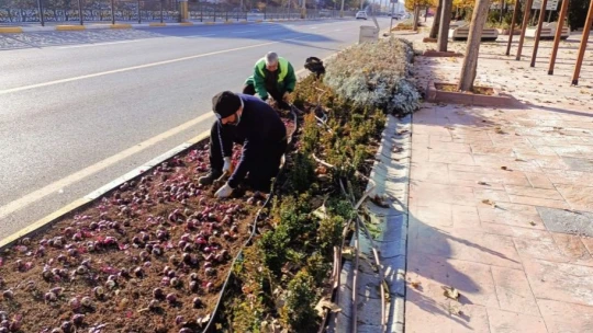 Elazığ'da 107 bin çiçek toprakla buluştu