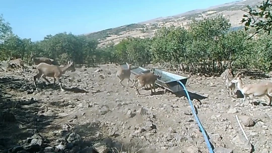Elazığ'da 11 aylık yaban hayatı fotokapanlara yansıdı