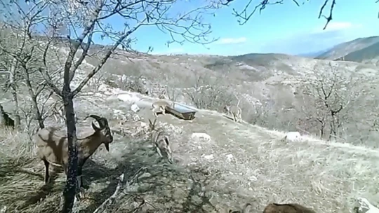 Elazığ'da 11 aylık yaban hayatı fotokapanlara yansıdı