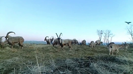 Elazığ'da 11 aylık yaban hayatı fotokapanlara yansıdı