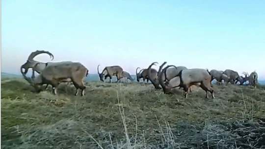 Elazığ'da 11 aylık yaban hayatı fotokapanlara yansıdı
