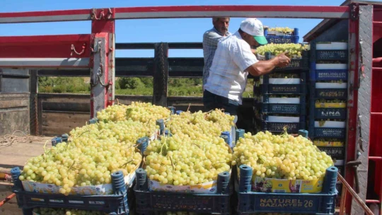 Elazığ'da 120 bin dönümde üzüm hasadı başladı