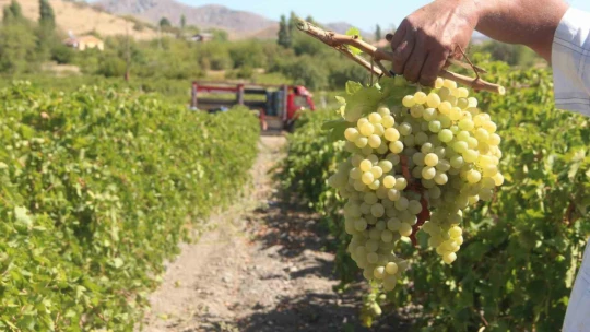 Elazığ'da 120 bin dönümde üzüm hasadı başladı