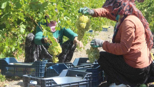 Elazığ'da 120 bin dönümde üzüm hasadı başladı