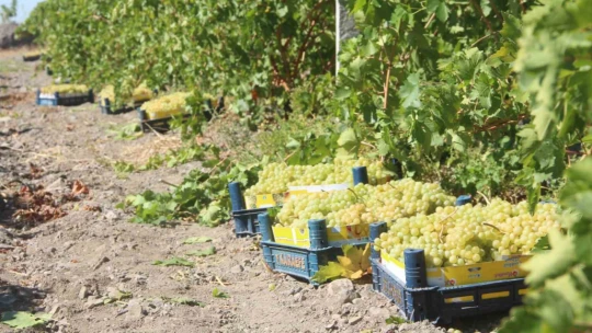 Elazığ'da 120 bin dönümde üzüm hasadı başladı