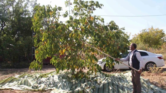 Elazığ'da 125 bin ceviz ağacında hasat başladı