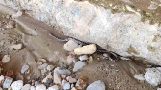Elazığ'da 1,5 metre uzunluğunda yarı zehirli kocabaş yılanı görüntülendi