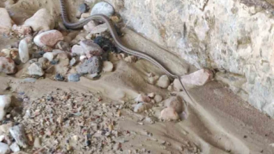 Elazığ'da 1,5 metre uzunluğunda yarı zehirli kocabaş yılanı görüntülendi
