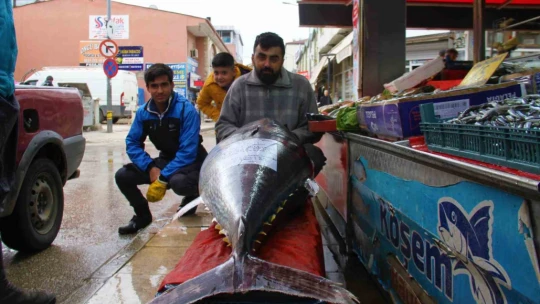 Elazığ'da 164 kiloluk dev orkinosu görenler cep telefonlarına sarıldı