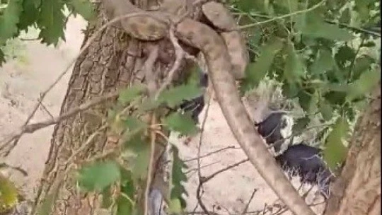 Elazığ'da 2 metrelik yılan paniği