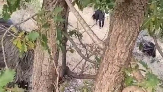Elazığ'da 2 metrelik yılan paniği