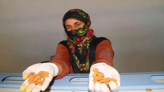Elazığ'da 20 bin dönümlük alanda badem hasadı başladı