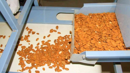 Elazığ'da 20 bin dönümlük alanda badem hasadı başladı