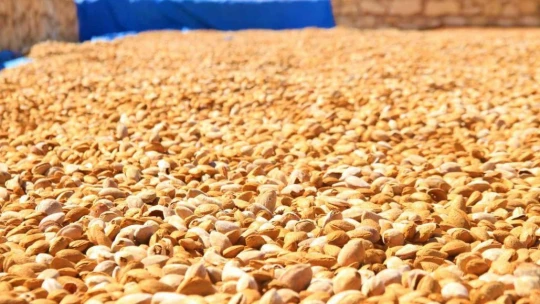 Elazığ'da 20 bin dönümlük alanda badem hasadı başladı