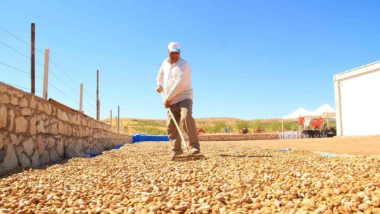 Elazığ'da 20 bin dönümlük alanda badem hasadı başladı