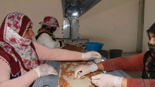 Elazığ'da 20 bin dönümlük alanda badem hasadı başladı