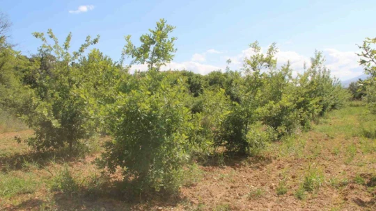 Elazığ'da 3 dönüme ektiği trüf mantarının çıkmasını dört gözle bekliyor