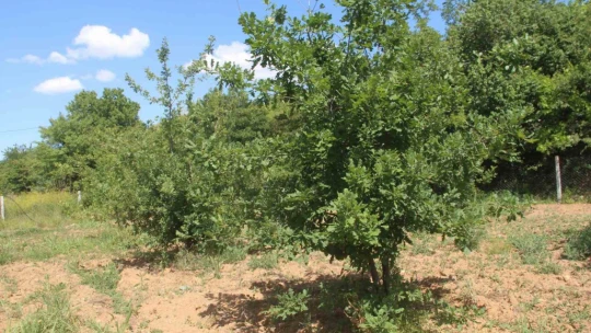 Elazığ'da 3 dönüme ektiği trüf mantarının çıkmasını dört gözle bekliyor