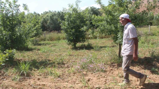 Elazığ'da 3 dönüme ektiği trüf mantarının çıkmasını dört gözle bekliyor