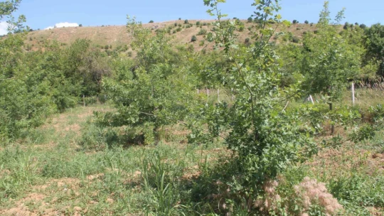 Elazığ'da 3 dönüme ektiği trüf mantarının çıkmasını dört gözle bekliyor