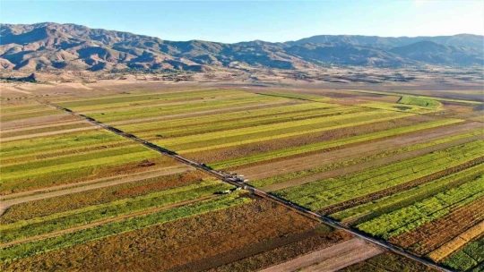 Elazığ'da 4 bin dönümlük alanda silajlık mısır hasadı başladı