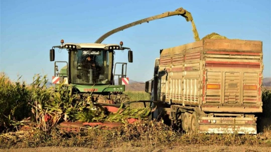 Elazığ'da 4 bin dönümlük alanda silajlık mısır hasadı başladı
