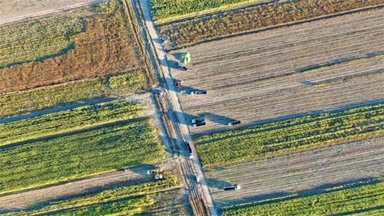 Elazığ'da 4 bin dönümlük alanda silajlık mısır hasadı başladı