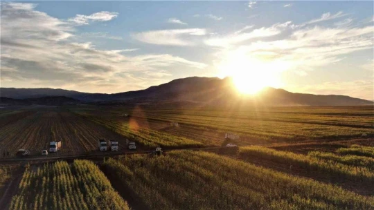 Elazığ'da 4 bin dönümlük alanda silajlık mısır hasadı başladı