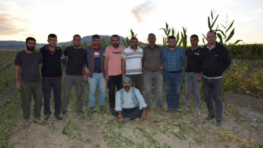 Elazığ'da 4 bin dönümlük alanda silajlık mısır hasadı başladı