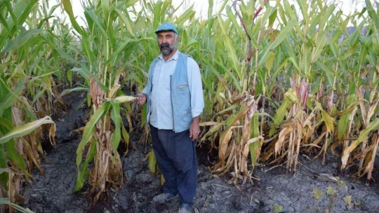 Elazığ'da 4 bin dönümlük alanda silajlık mısır hasadı başladı