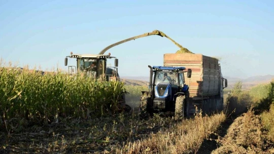 Elazığ'da 4 bin dönümlük alanda silajlık mısır hasadı başladı