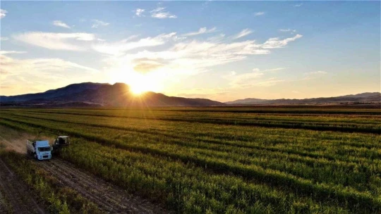 Elazığ'da 4 bin dönümlük alanda silajlık mısır hasadı başladı
