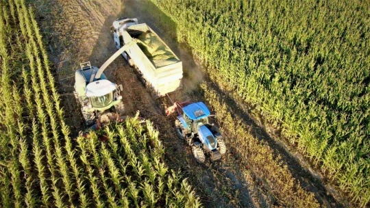 Elazığ'da 4 bin dönümlük alanda silajlık mısır hasadı başladı