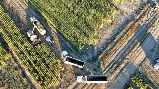 Elazığ'da 4 bin dönümlük alanda silajlık mısır hasadı başladı