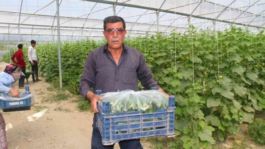 Elazığ'da 45 derece altında salatalık hasadı