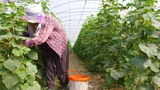 Elazığ'da 45 derece altında salatalık hasadı