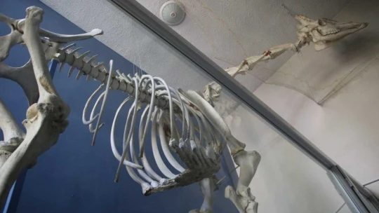 Elazığ'da 50 çeşit hayvanın anatomik yapısının bulunduğu müzede, Türkiye'de ilk olan zürafa iskeleti yer alıyor