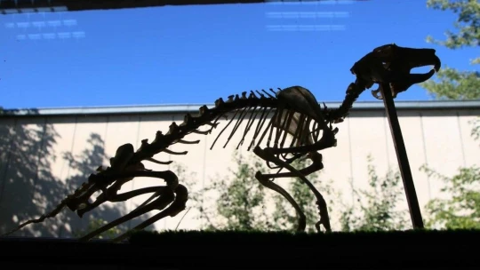 Elazığ'da 50 çeşit hayvanın anatomik yapısının bulunduğu müzede, Türkiye'de ilk olan zürafa iskeleti yer alıyor
