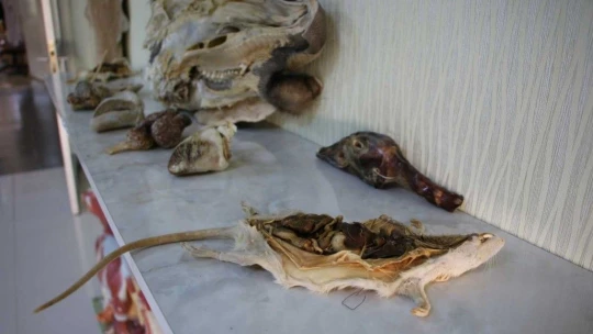Elazığ'da 50 çeşit hayvanın anatomik yapısının bulunduğu müzede, Türkiye'de ilk olan zürafa iskeleti yer alıyor