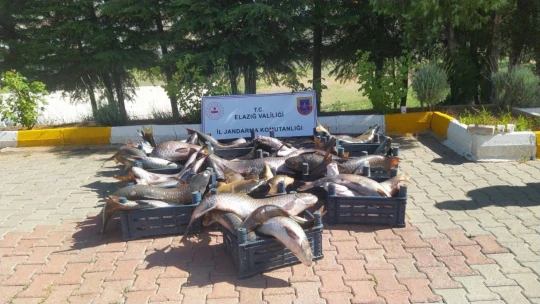 Elazığ'da 6,5 ton kaçak avlanmış balık ele geçirildi