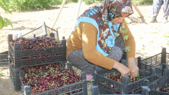 Elazığ'da 7 bin dekar alanda kiraz hasadı sürüyor