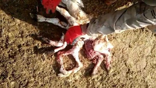 Elazığ'da 8 ayaklı kuzuyu görenler gözlerine inanamadı