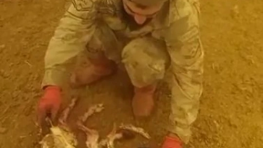Elazığ'da 8 ayaklı kuzuyu görenler gözlerine inanamadı