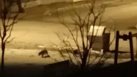 Elazığ'da aç kalan kurt ve tilki şehir merkezine indi