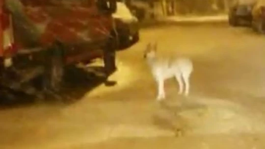 Elazığ'da aç kalan kurt ve tilki şehir merkezine indi