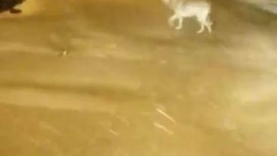 Elazığ'da aç kalan kurt ve tilki şehir merkezine indi