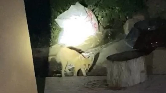 Aç kalan tilki evin bahçesinde yiyecek aradı