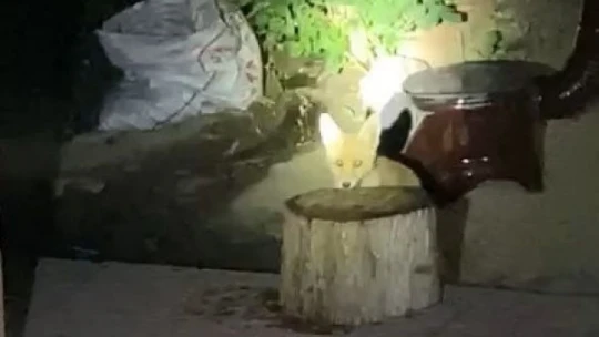 Aç kalan tilki evin bahçesinde yiyecek aradı